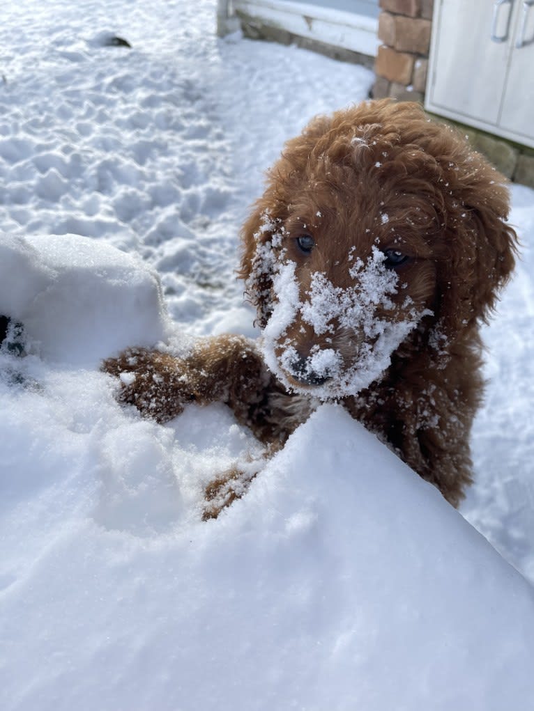 Figgy, a Goldendoodle tested with EmbarkVet.com