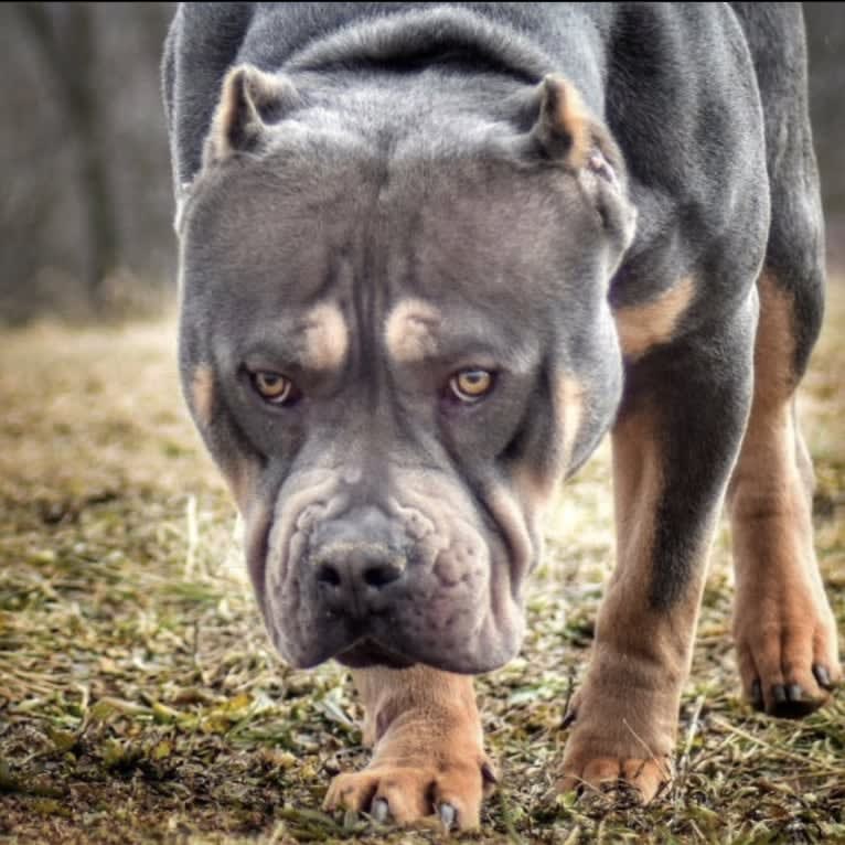 Menace, an American Bully tested with EmbarkVet.com