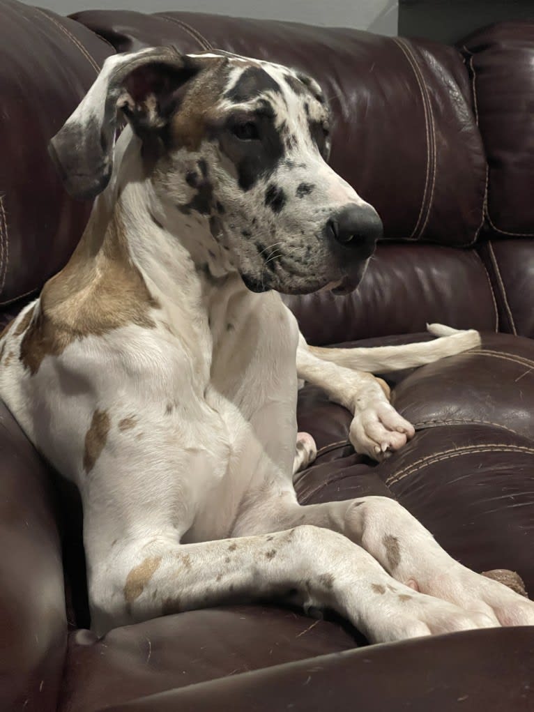 Cooper, a Great Dane tested with EmbarkVet.com