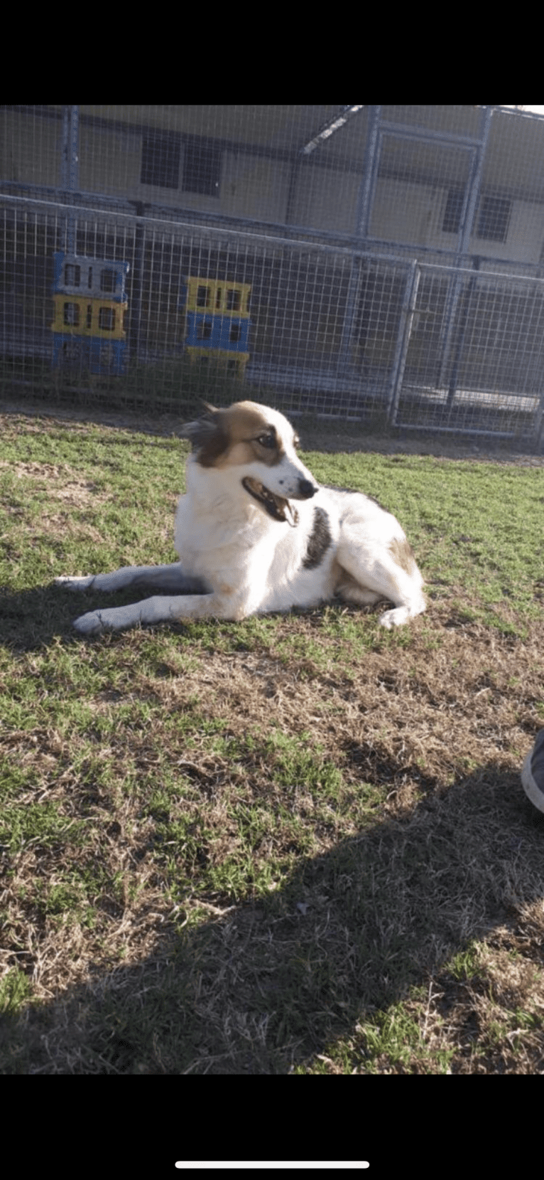 Ruby, an Arabian Village Dog tested with EmbarkVet.com