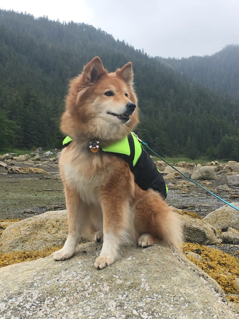 Asmodeus, a Shiba Inu and Shetland Sheepdog mix tested with EmbarkVet.com