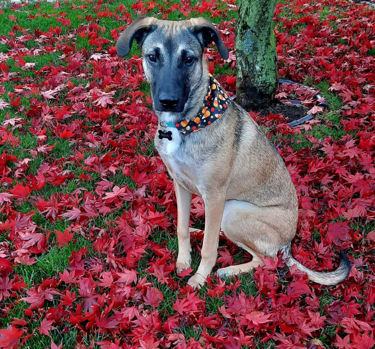 REMI, a Great Dane and American Pit Bull Terrier mix tested with EmbarkVet.com