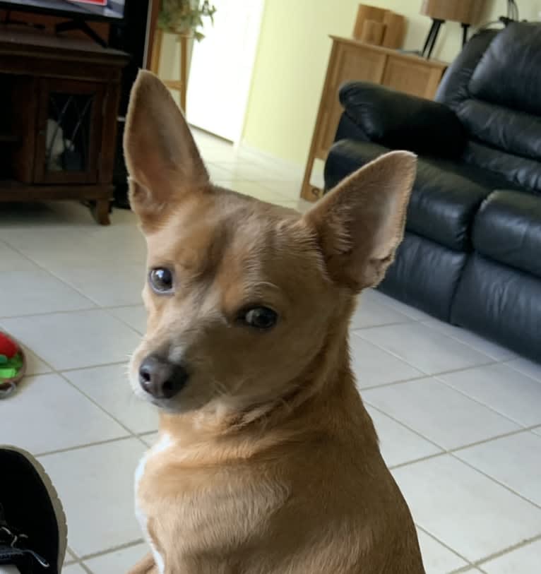Westin, a Chihuahua and Rat Terrier mix tested with EmbarkVet.com