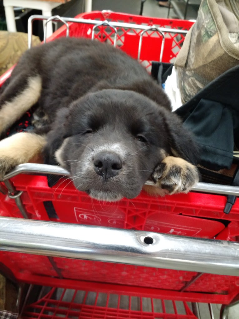 Kozy (the Magnificent), a Chow Chow and German Shepherd Dog mix tested with EmbarkVet.com