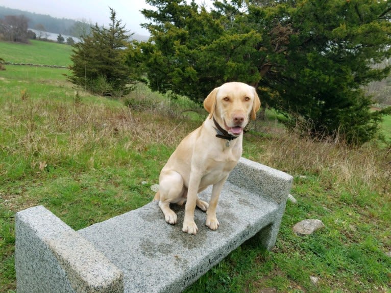 Gus, a Labrador Retriever tested with EmbarkVet.com