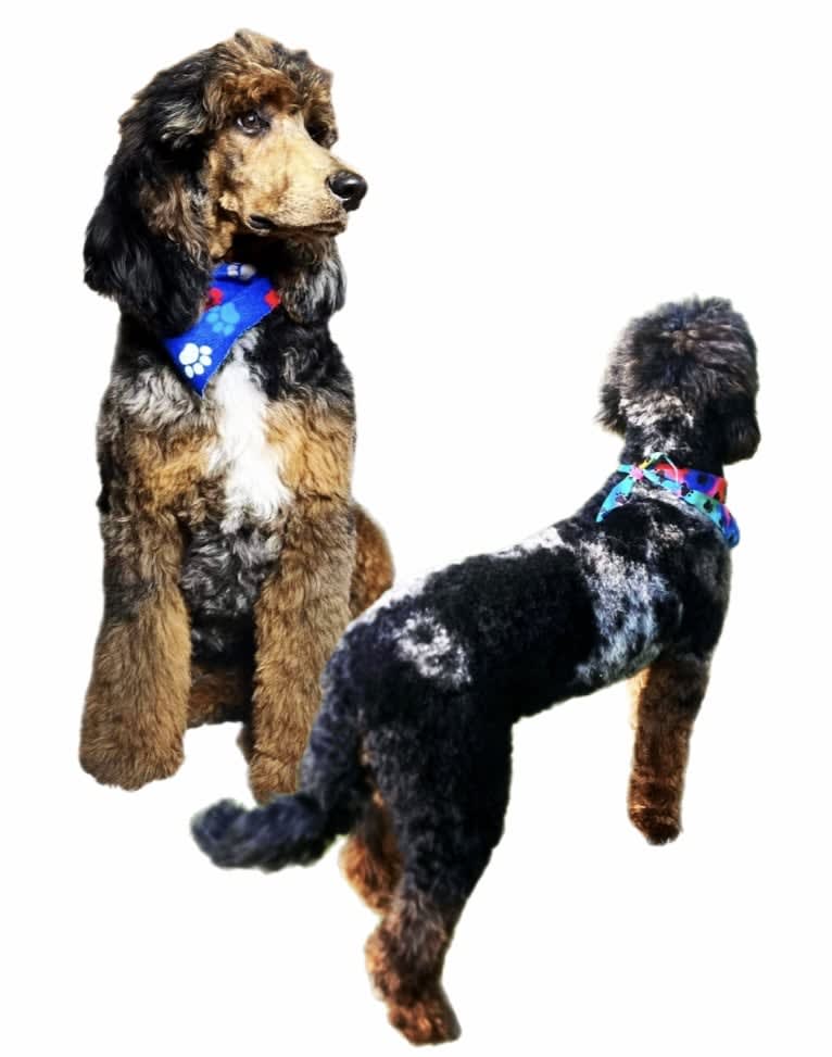 FAMOUS, a Poodle tested with EmbarkVet.com
