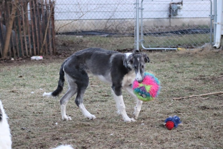 Zeal, a Borzoi tested with EmbarkVet.com