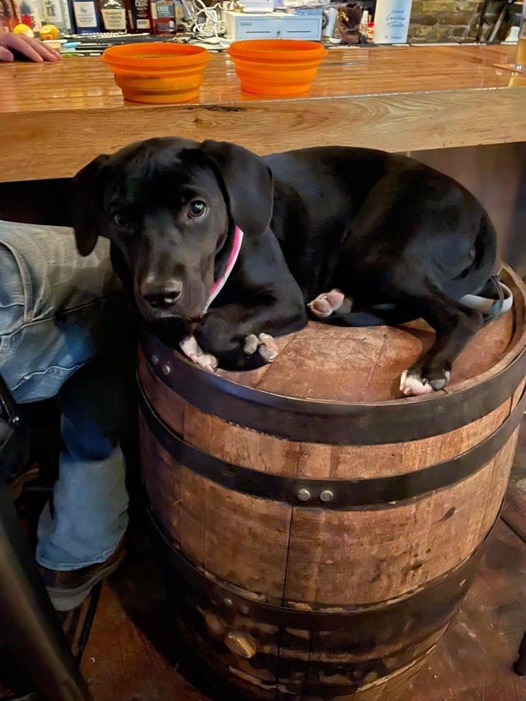 Aurora, an American Pit Bull Terrier and Labrador Retriever mix tested with EmbarkVet.com