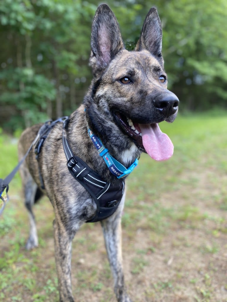 Kona, a Siberian Husky and German Shepherd Dog mix tested with EmbarkVet.com