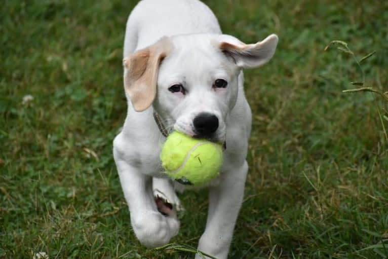 Wesley, a Boxer and German Shepherd Dog mix tested with EmbarkVet.com