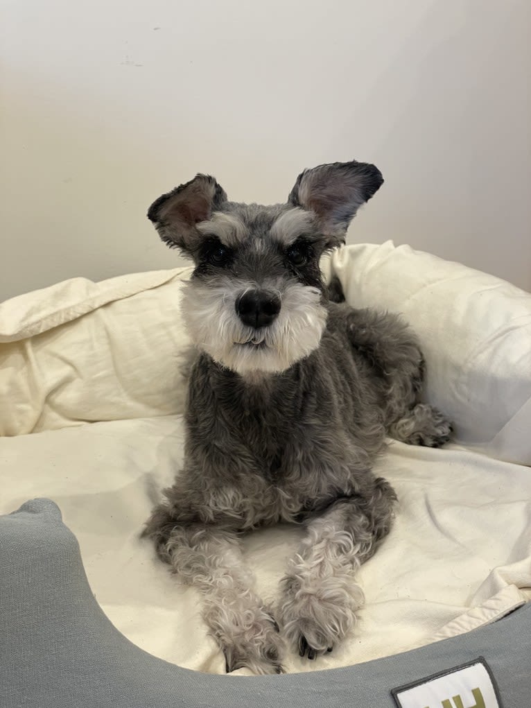 Dickson, a Miniature Schnauzer tested with EmbarkVet.com