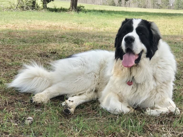 Sam, a Pyrenean Mastiff tested with EmbarkVet.com