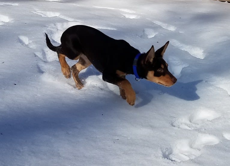 Mercy, an Australian Kelpie tested with EmbarkVet.com