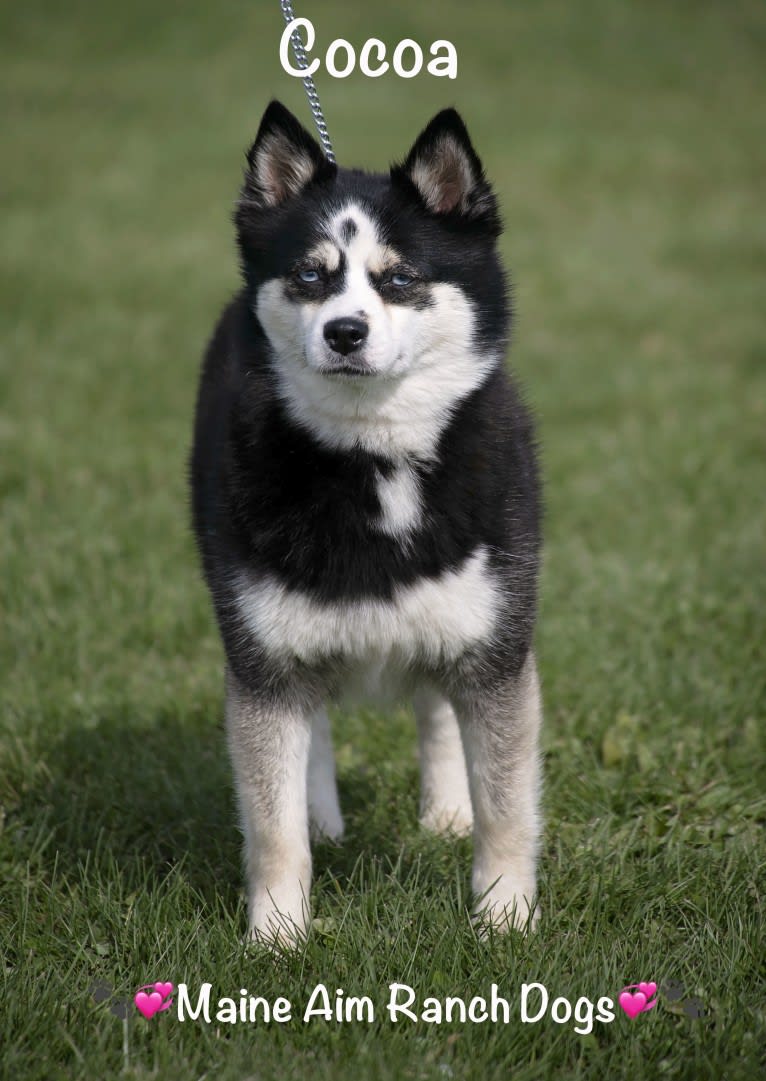 Photo of Cocoa, a Pomsky  in Maine Aim Ranch, King, Allerton, IA, USA
