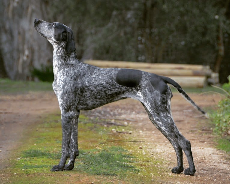 Skadi, a German Shorthaired Pointer and Alaskan-type Husky mix tested with EmbarkVet.com