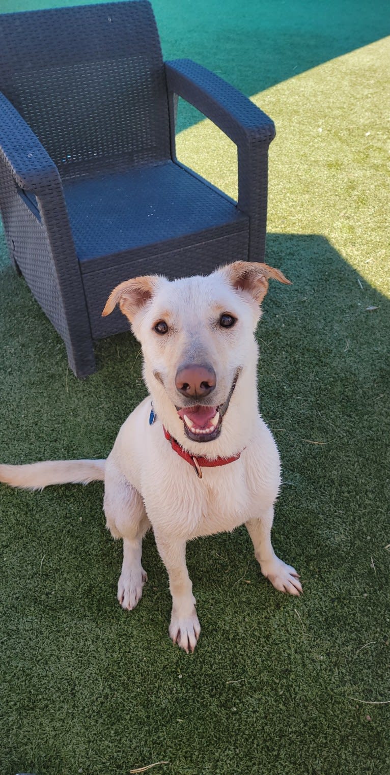 Odin, a German Shepherd Dog and Bulldog mix tested with EmbarkVet.com