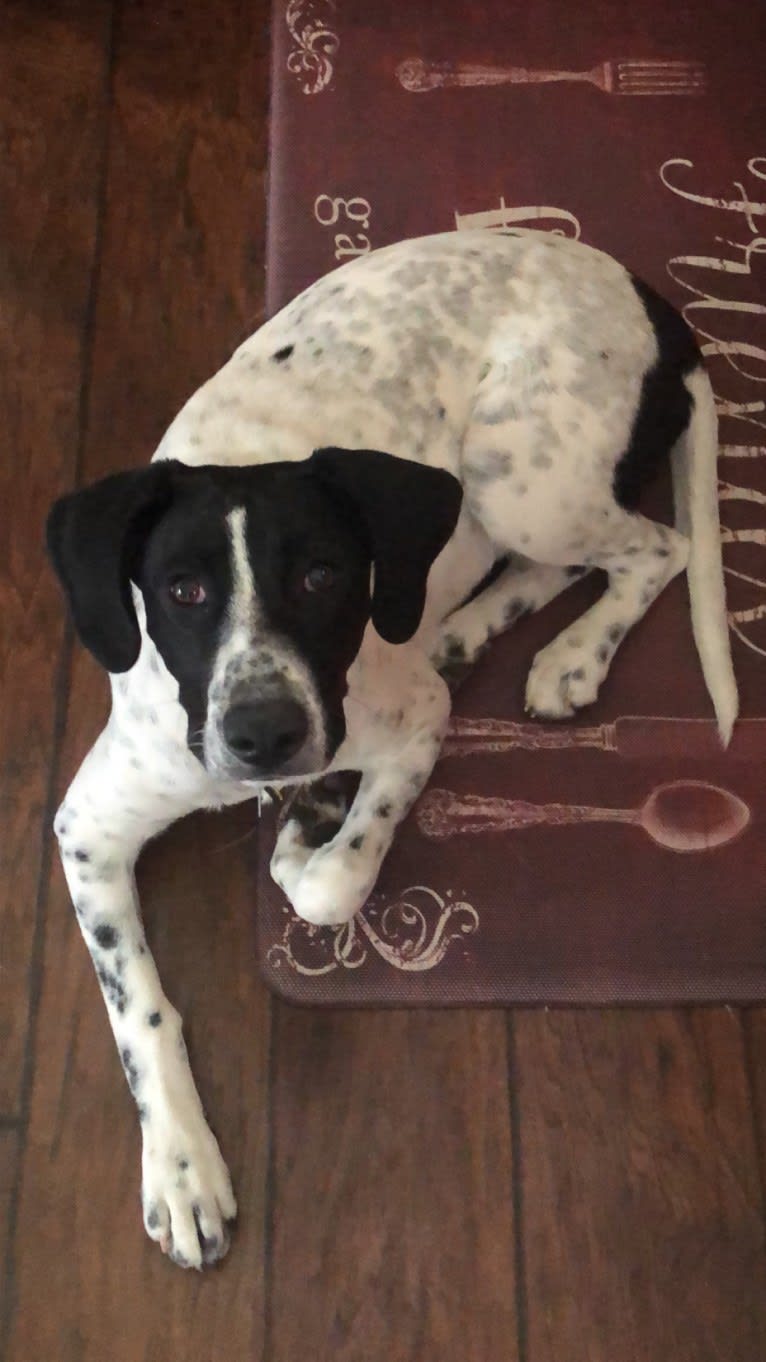 Callie, a Treeing Walker Coonhound and Border Collie mix tested with EmbarkVet.com