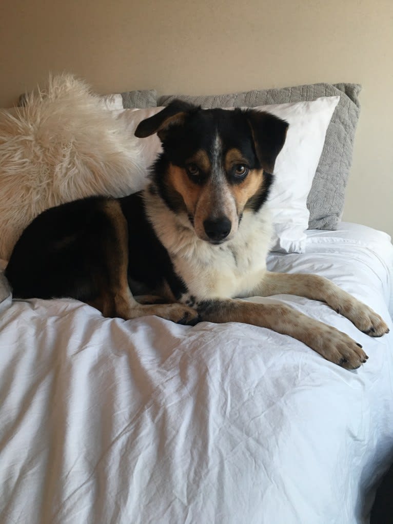 Rory, an Australian Shepherd and Australian Cattle Dog mix tested with EmbarkVet.com