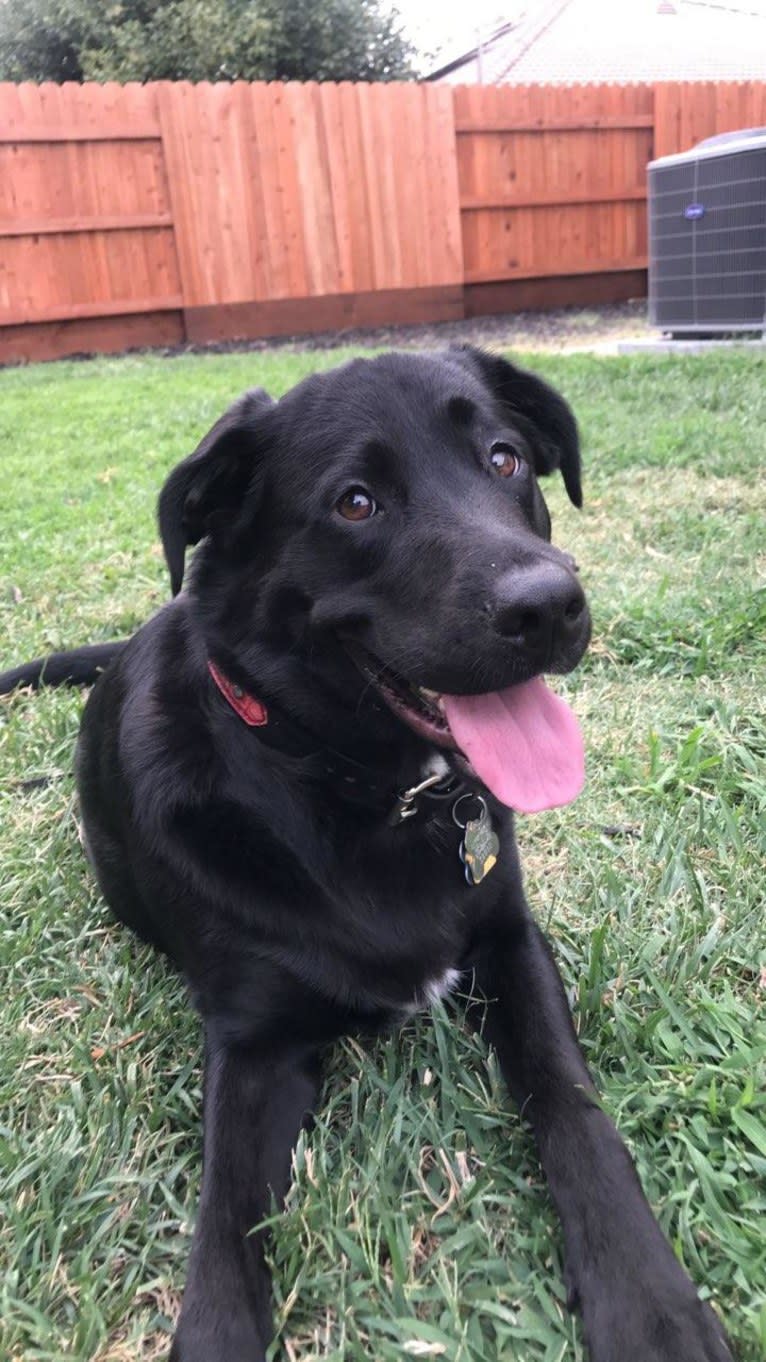 Luna, a Labrador Retriever and American Pit Bull Terrier mix tested with EmbarkVet.com