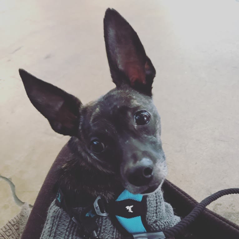 Lex Gabubz, a Chihuahua and Boston Terrier mix tested with EmbarkVet.com