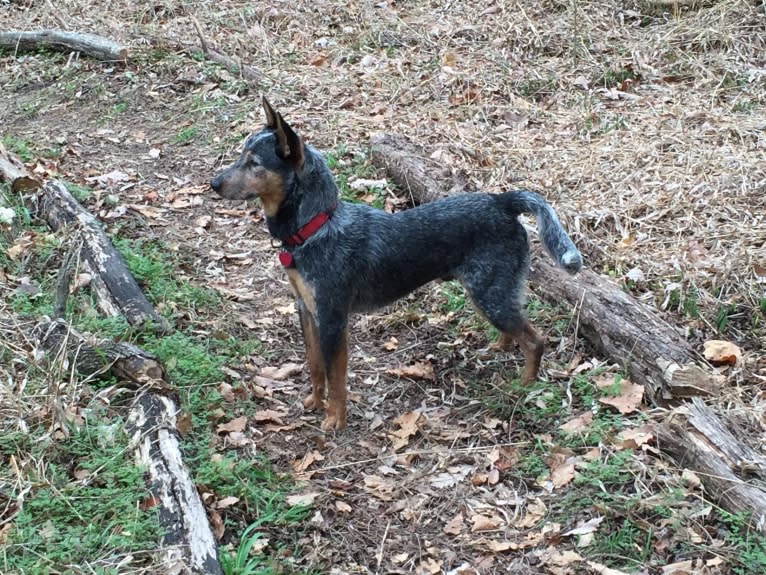 Hank, an Australian Cattle Dog and American Pit Bull Terrier mix tested with EmbarkVet.com