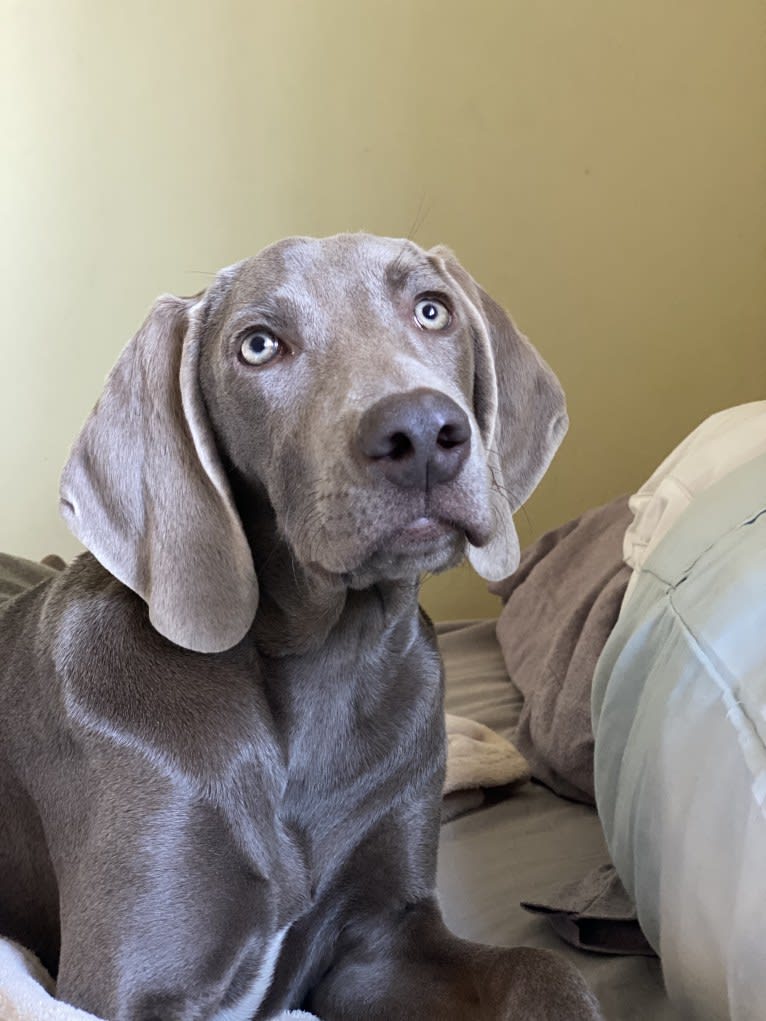 Angenehm's I Don't Need a Crown at Greyhaus, a Weimaraner tested with EmbarkVet.com