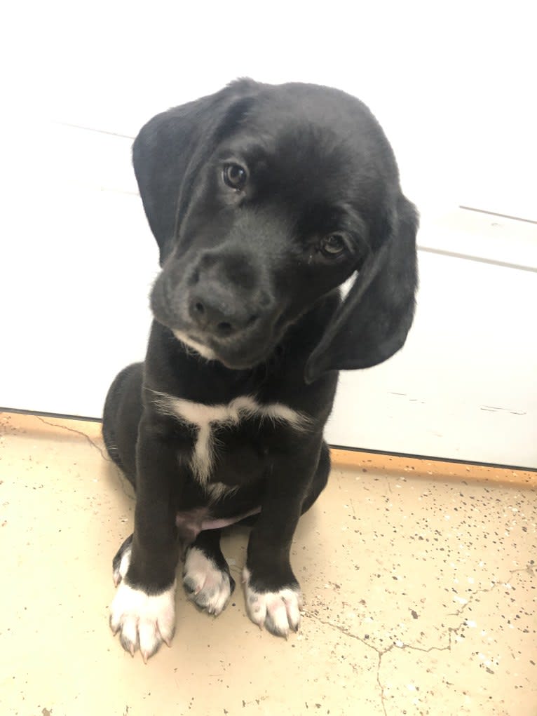 Huck, a German Shorthaired Pointer and Golden Retriever mix tested with EmbarkVet.com