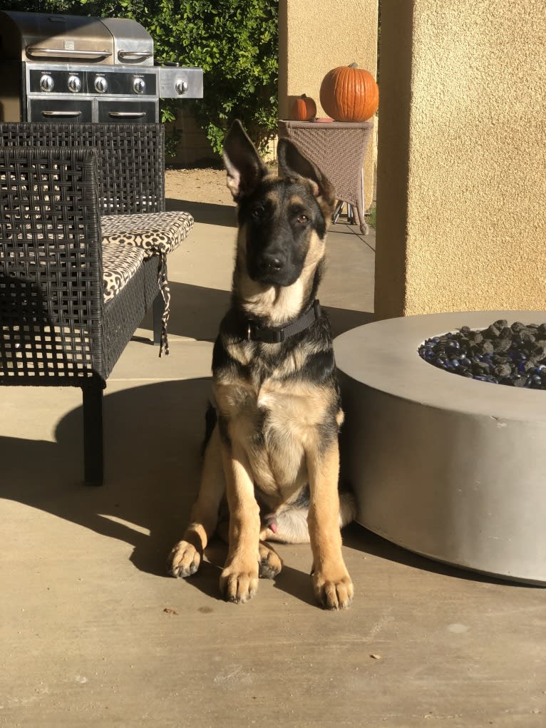 Loki, a German Shepherd Dog tested with EmbarkVet.com