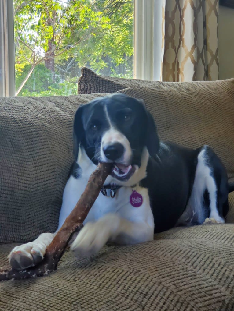 Stella, an American Pit Bull Terrier and Border Collie mix tested with EmbarkVet.com