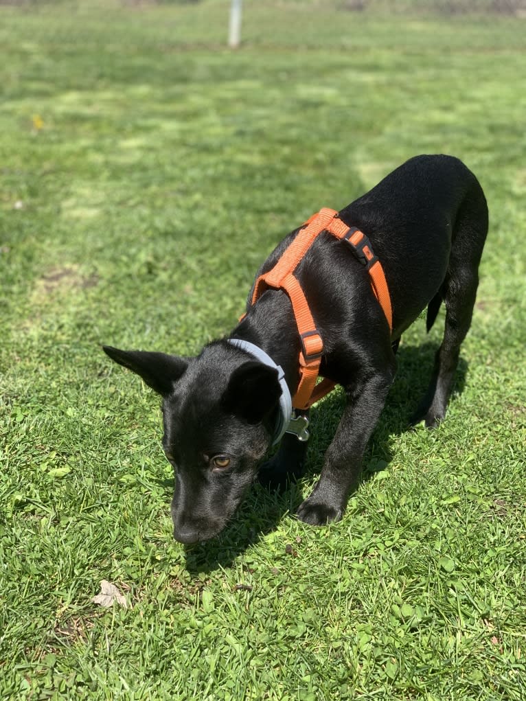 Westin, an Australian Cattle Dog and American Pit Bull Terrier mix tested with EmbarkVet.com