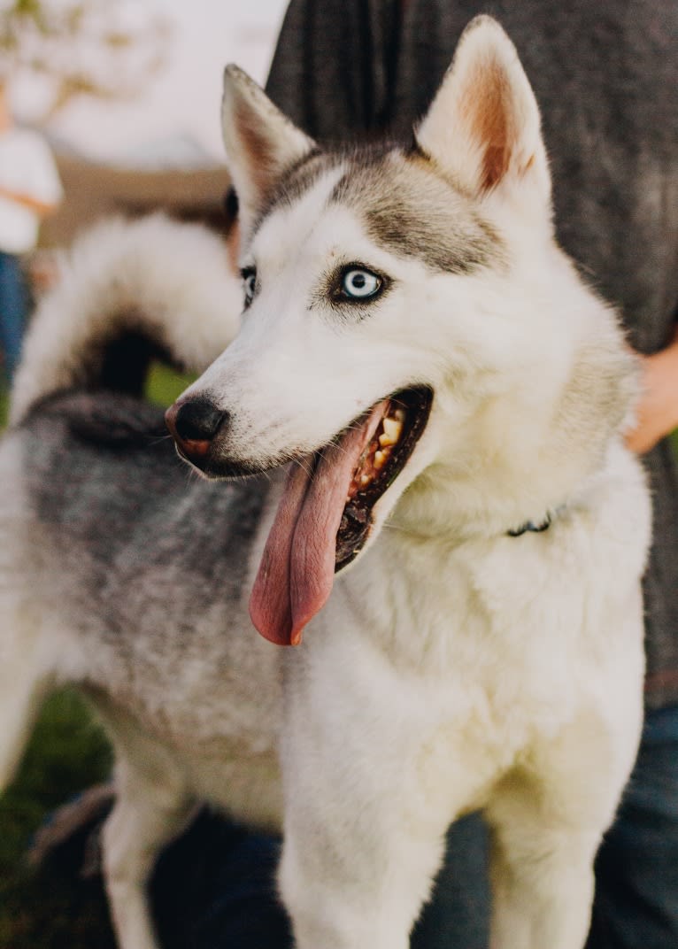 Witkamp’s Skye, a Siberian Husky tested with EmbarkVet.com