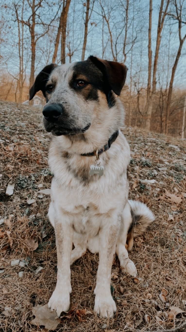 Nash, an Australian Shepherd and Labrador Retriever mix tested with EmbarkVet.com