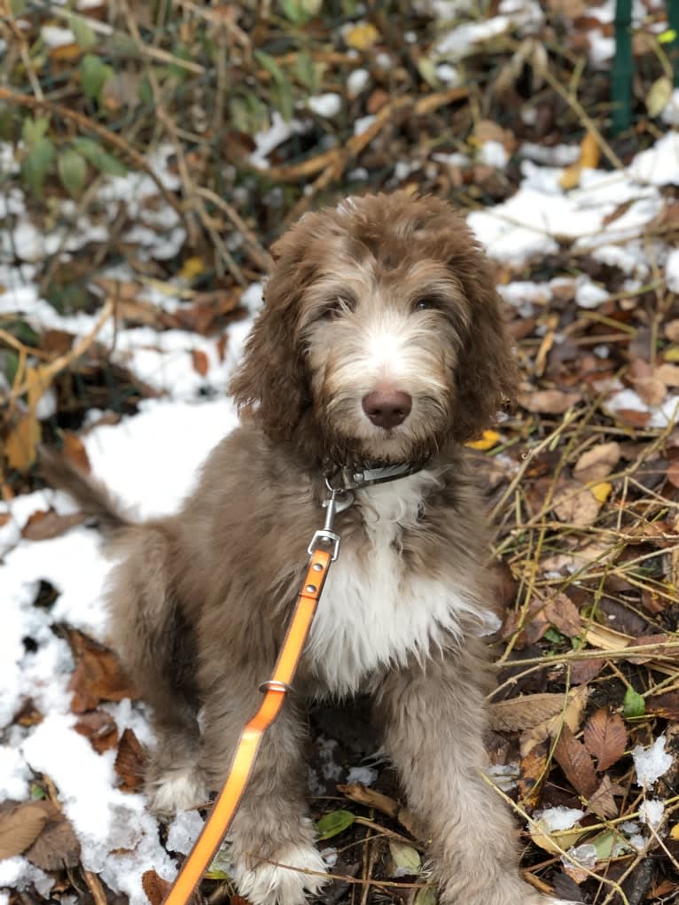 Roscoe, a Poodle (Standard) and Golden Retriever mix tested with EmbarkVet.com