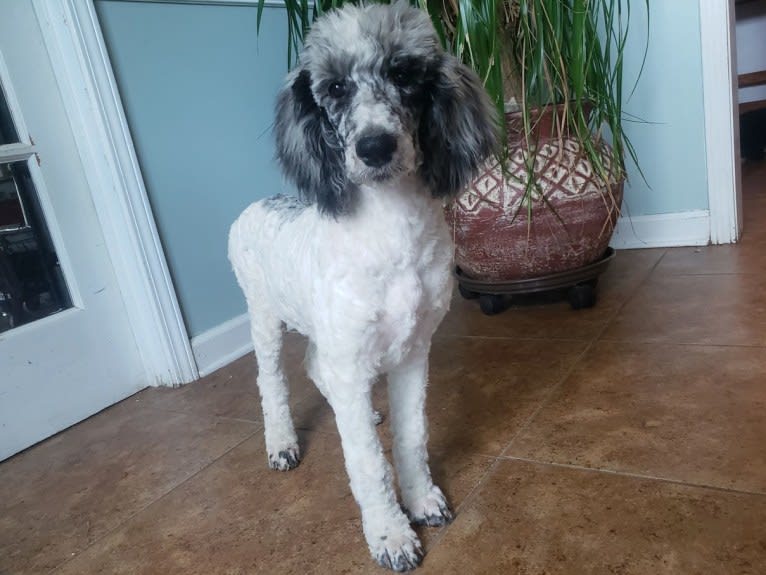 Angie, a Poodle (Standard) tested with EmbarkVet.com