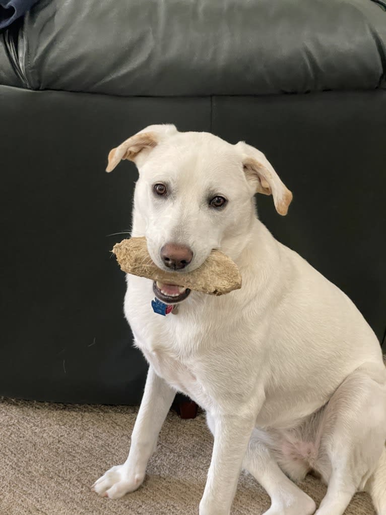 Maizee, a Great Pyrenees and German Shepherd Dog mix tested with EmbarkVet.com