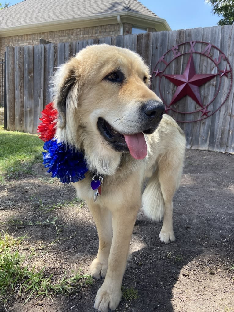 Moose, a Tibetan Mastiff tested with EmbarkVet.com