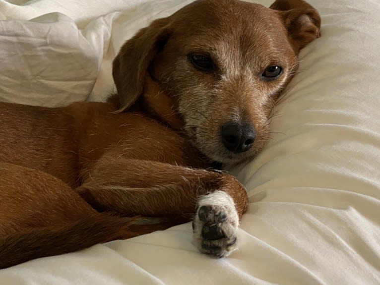 Pudding, a Poodle (Small) and Dachshund mix tested with EmbarkVet.com