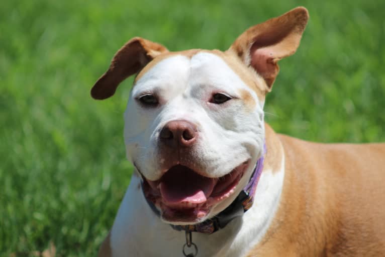 Willow, a Staffordshire Terrier and Bulldog mix tested with EmbarkVet.com