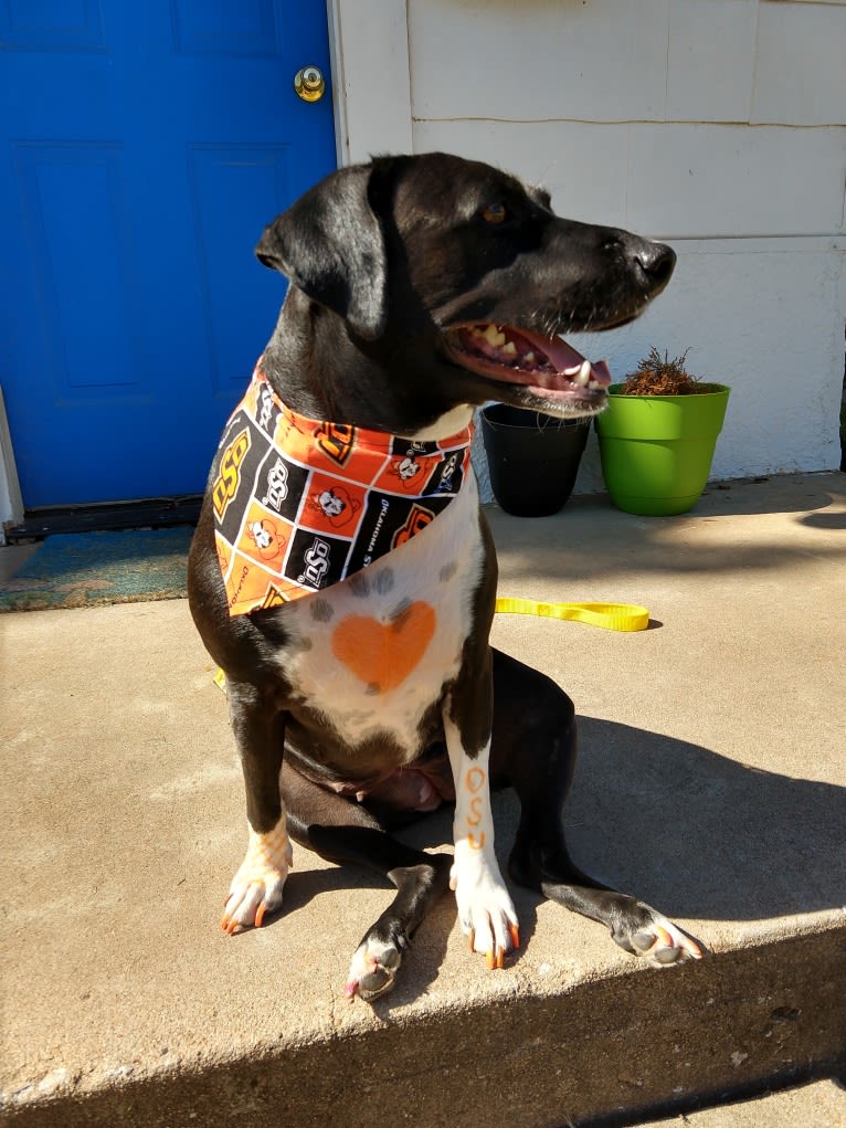 Lumos, an American Pit Bull Terrier and Treeing Walker Coonhound mix tested with EmbarkVet.com