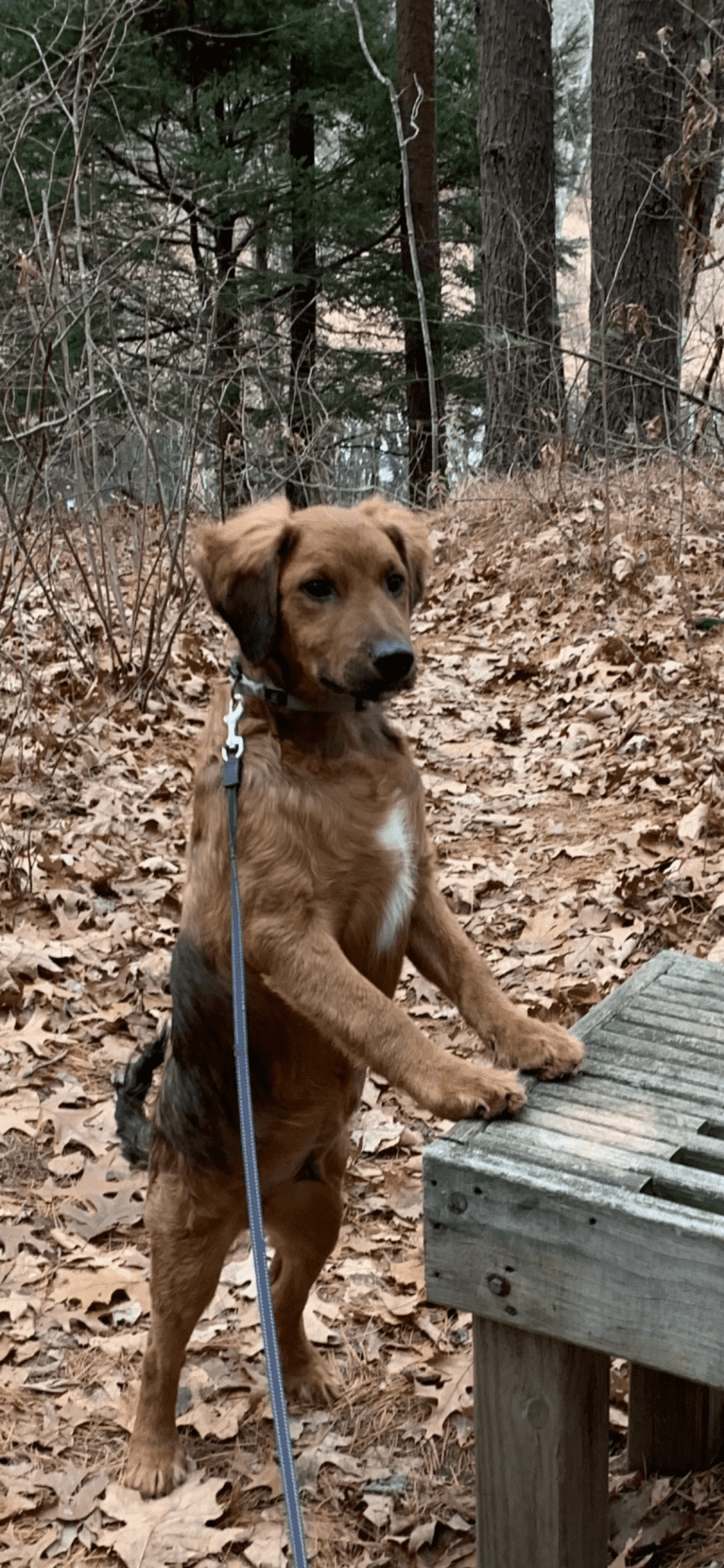 Milkyway Grizzly Adams, a Poodle (Standard) and Australian Cattle Dog mix tested with EmbarkVet.com