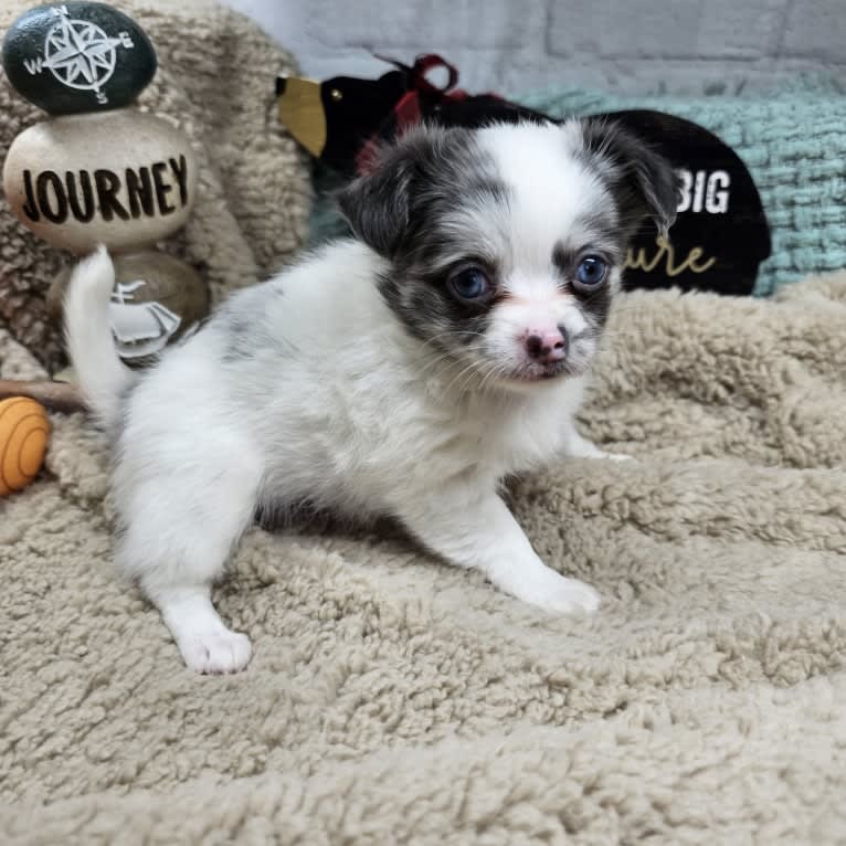 Melrose, a Chihuahua tested with EmbarkVet.com