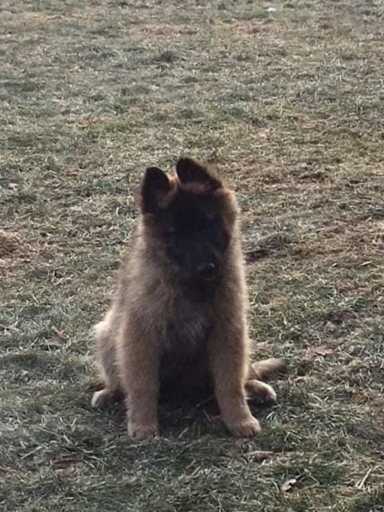 Bali, a Belgian Shepherd tested with EmbarkVet.com