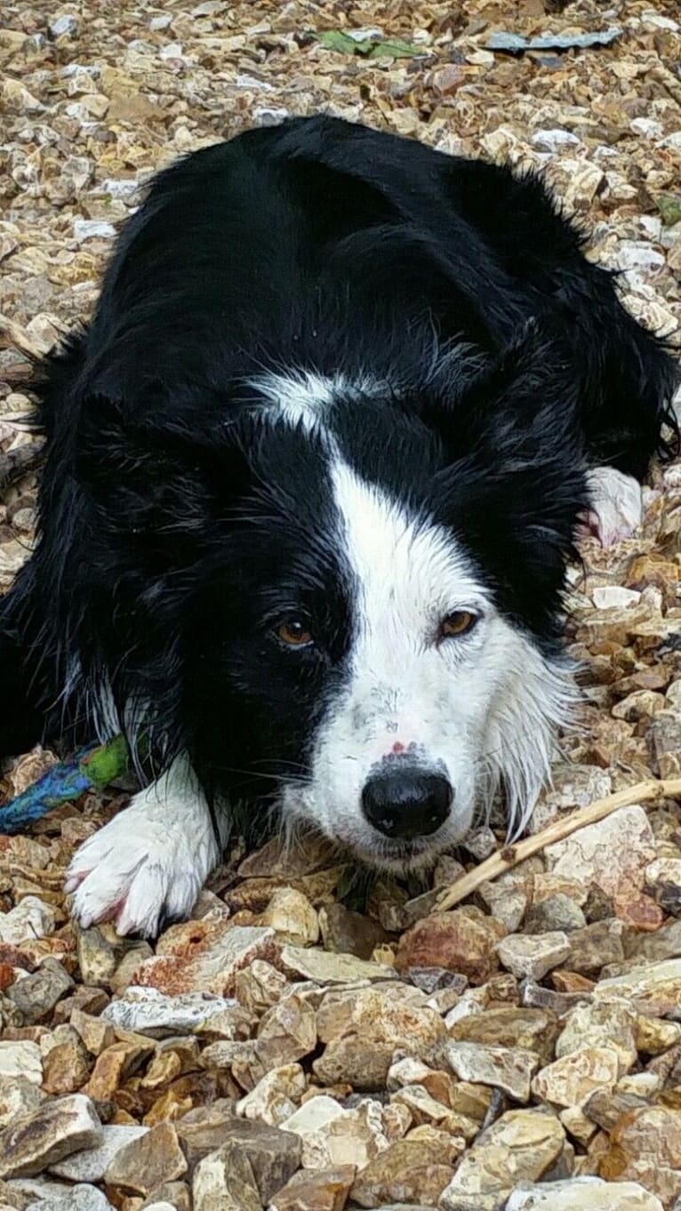 Ripper, a Border Collie tested with EmbarkVet.com