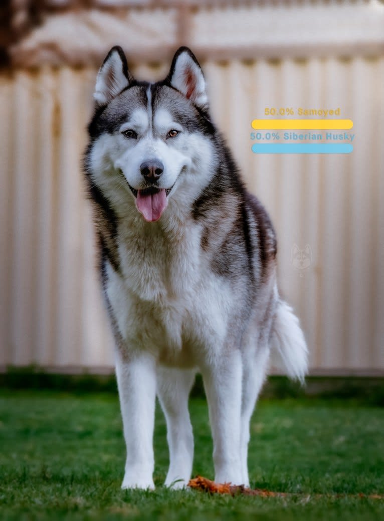 Apollo, a Samoyed and Siberian Husky mix tested with EmbarkVet.com