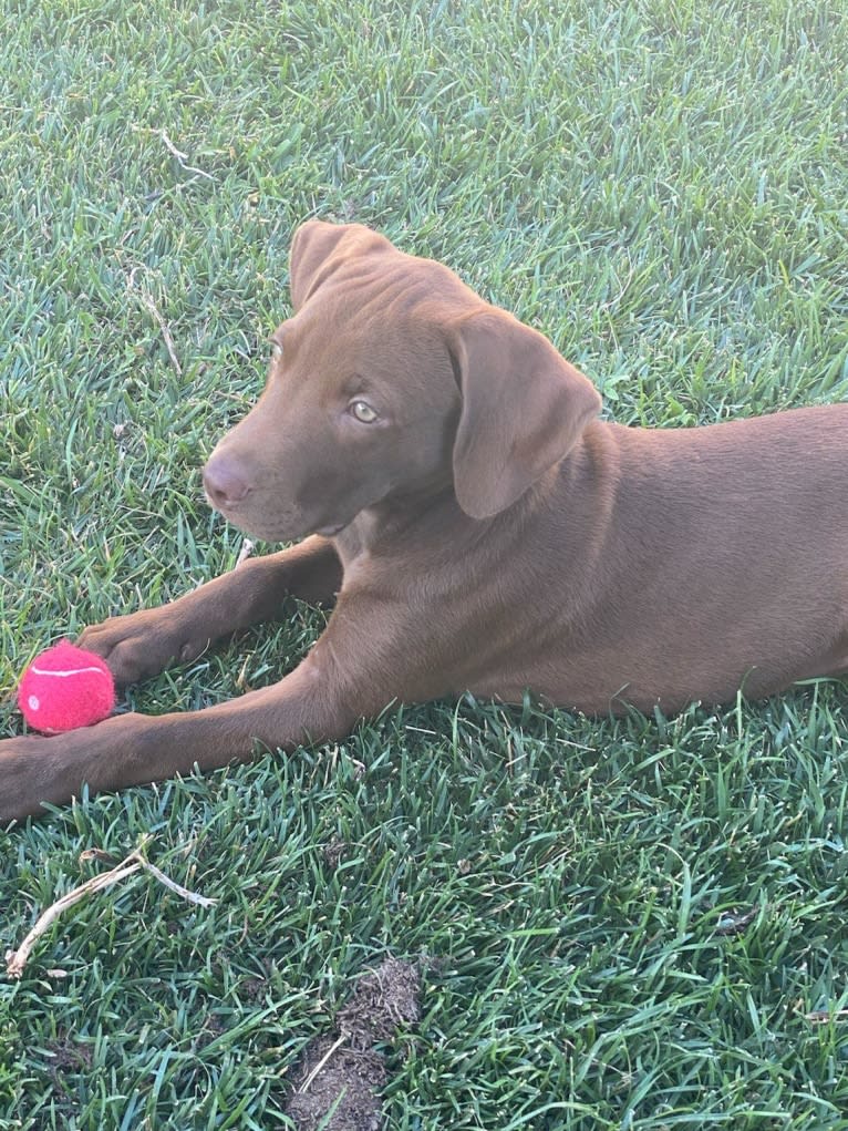 Kingston, a Weimaraner and Labrador Retriever mix tested with EmbarkVet.com