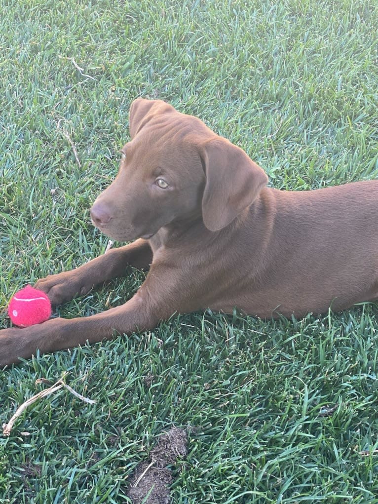 Kingston, a Weimaraner and Labrador Retriever mix tested with EmbarkVet.com