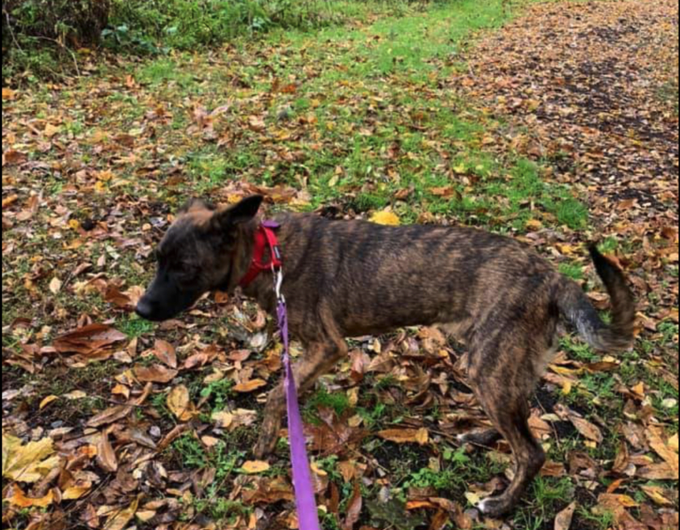 Foxy, a Mountain Cur and German Shepherd Dog mix tested with EmbarkVet.com