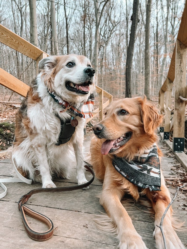 Marley, a Golden Retriever tested with EmbarkVet.com