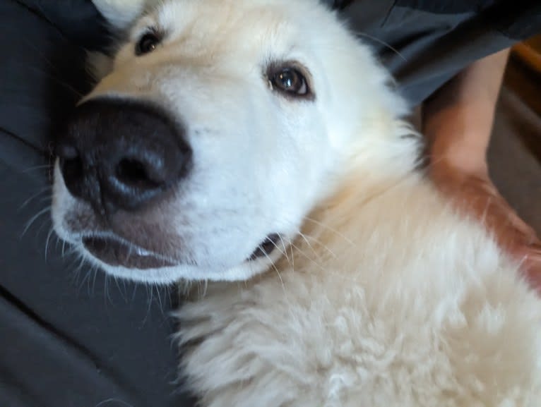 Valiant, a Great Pyrenees tested with EmbarkVet.com