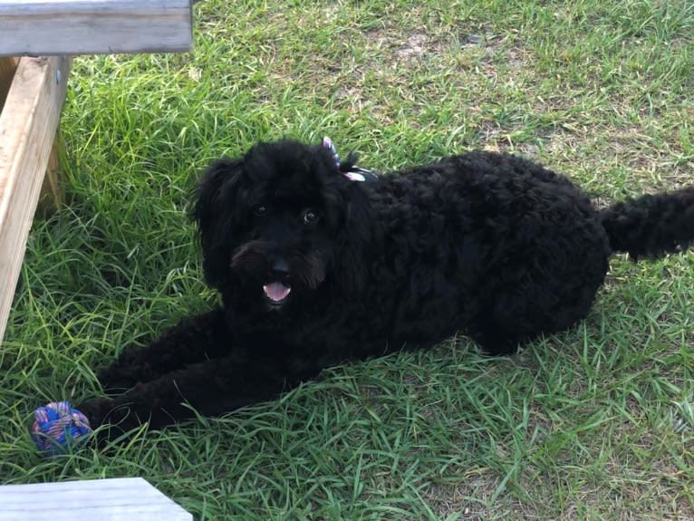 Sky, a Poodle (Standard) and Dalmatian mix tested with EmbarkVet.com